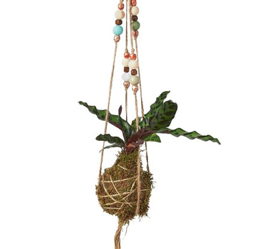 Bead Kokedama Moss Ball Hanging Plant