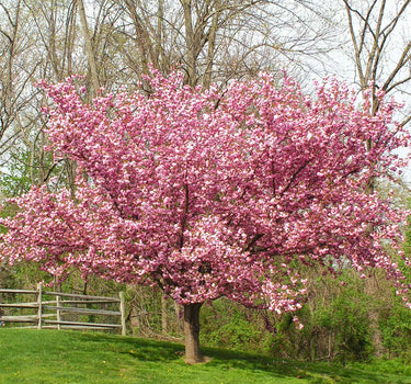 Kwanzan Flowering Cherry Tree