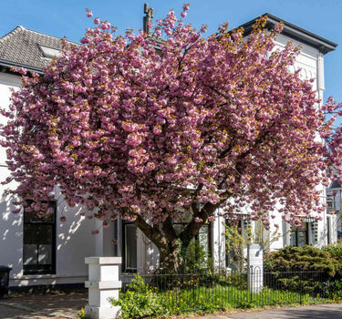 Kwanzan Flowering Cherry Tree