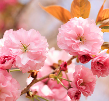 Kwanzan Flowering Cherry Tree