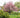 Kwanzan Flowering Cherry Tree