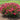 Bellini Raspberry Crape Myrtle