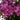 Bellini Grape Crape Myrtle