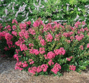 Bellini Raspberry Crape Myrtle