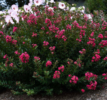 Bellini® Strawberry Crape Myrtle