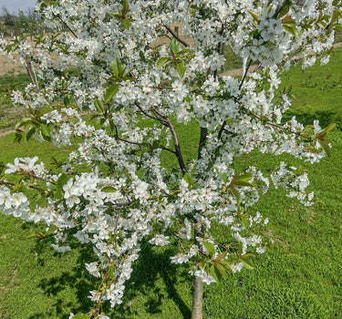 Lapins Cherry Tree