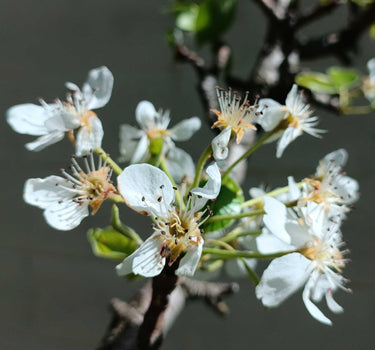 Lapins Cherry Tree
