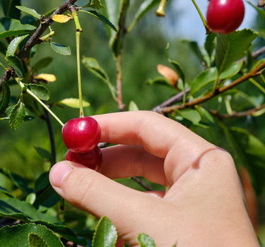 Lapins Cherry Tree