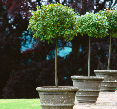 English Laurel Topiary (Single Ball)