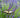 Phenomenal Lavender