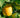 Lisbon Lemon Tree fruit