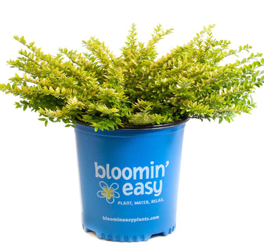 Thunderbolt® Box Honeysuckle