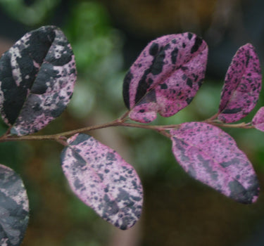 Jazz Hands Variegated® Loropetalum