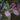 Jazz Hands Variegated® Loropetalum