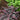 Jazz Hands Variegated® Loropetalum
