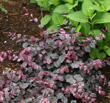 Jazz Hands Variegated® Loropetalum