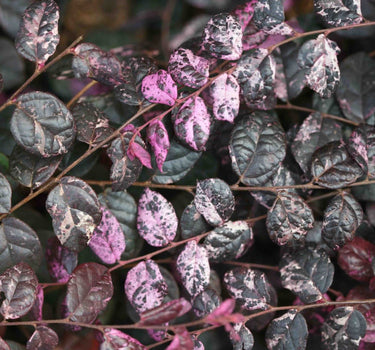 Jazz Hands Variegated® Loropetalum
