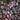 Jazz Hands Variegated® Loropetalum