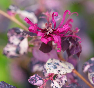 Jazz Hands Variegated® Loropetalum