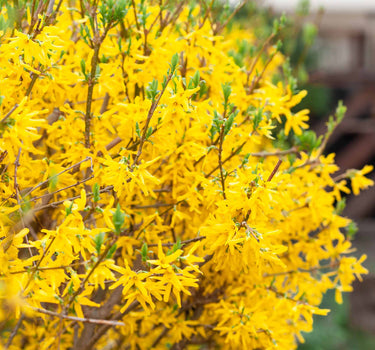 Lynwood Gold Forsythia Shrub
