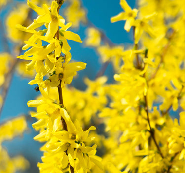 Lynwood Gold Forsythia Shrub