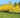 Lynwood Gold Forsythia Shrub