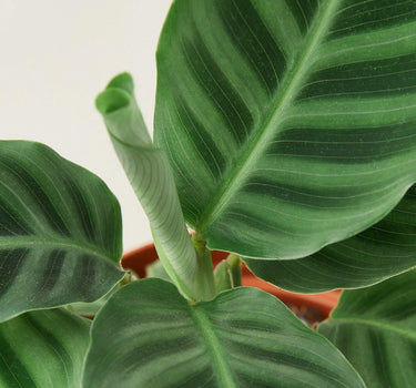 Calathea 'Zebrina' - 4" Pot