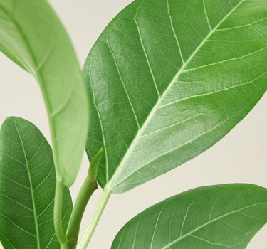 Ficus 'Audrey'