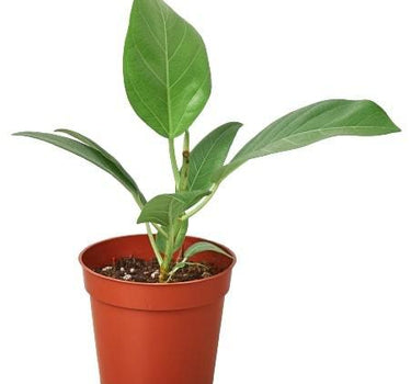 Ficus 'Audrey'
