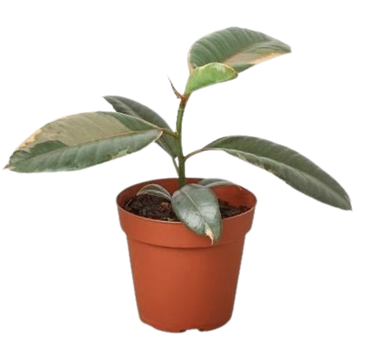 Ficus Elastica 'Ruby Pink' - 6" Pot - NURSERY POT ONLY