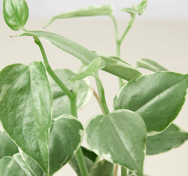 Peperomia 'Cupid'