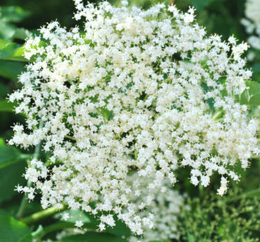 Marge Elderberry bloom