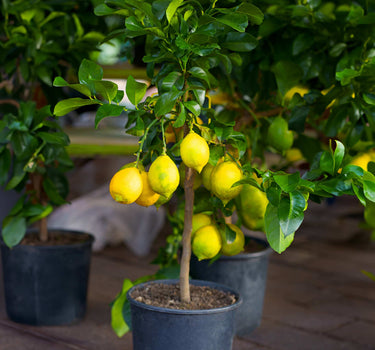 Improved Meyer Lemon Bush