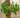 Improved Meyer Lemon Bush