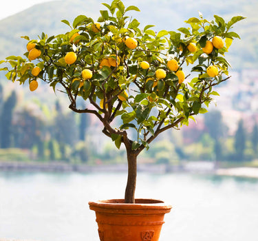Improved Meyer Lemon Tree