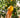 Improved Meyer Lemon Tree (CA)