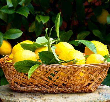 Improved Meyer Lemon Tree (CA)