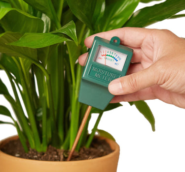New Plant Parent Bundle