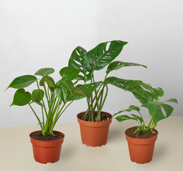 Monstera Bundle