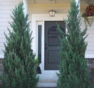 Moonglow Juniper Tree