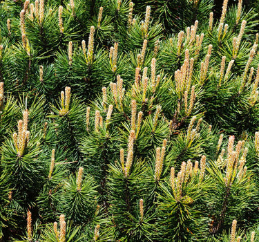 Pumillio Mugho Pine
