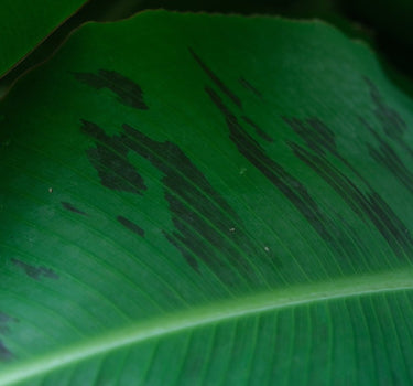 Truly Tiny Banana foliage
