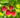 Nova Red Raspberry Plant