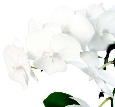 Orchid 'White Phalaenopsis'