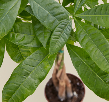 Money Tree 'Guiana Chestnut' Pachira Braid
