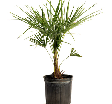 Windmill Palm Tree