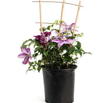 Dr. Ruppel Clematis