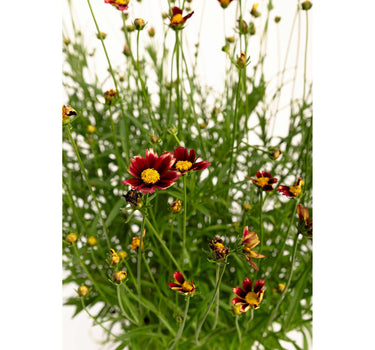 Li'l Bang™ Red Elf Coreopsis