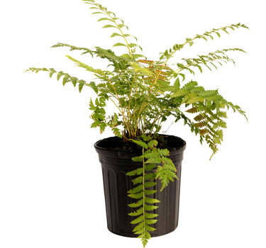 Cinnamon Fern