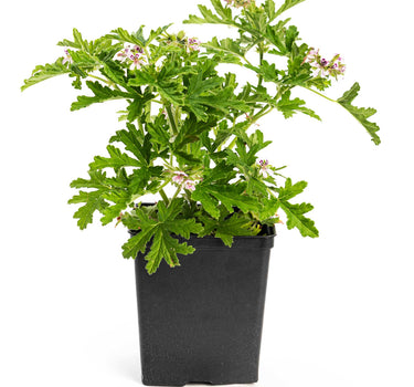 Citronella Bush